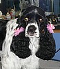 Oreo